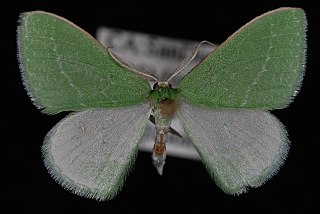 <i>Synchlora faseolaria</i> Species of moth