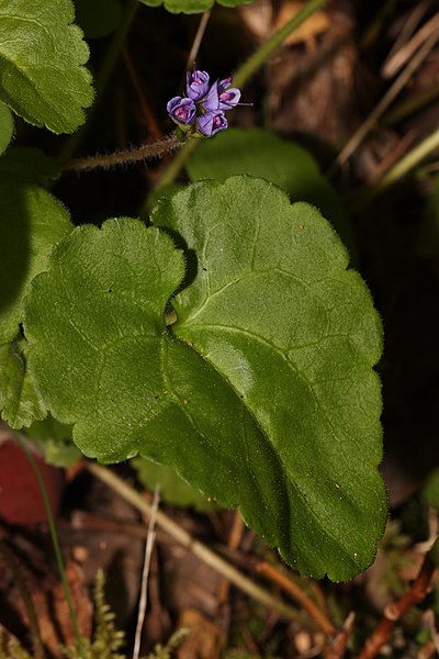 File:Synthyris reniformis 4980.JPG