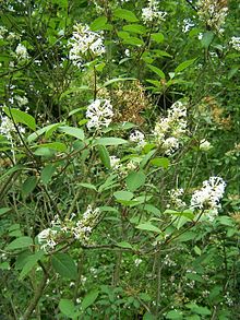 Syringa vulgaris - Wikipedia