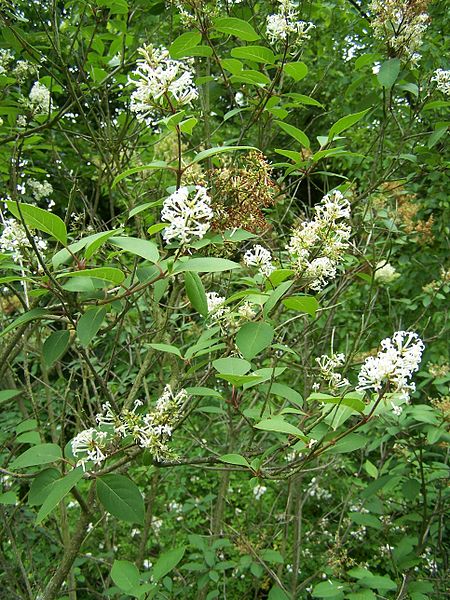 File:Syringa emodi 001.jpg