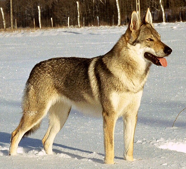 do czechoslovakian wolf dogs make good pets