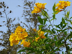 Tabebuia chrysostricha 0002.jpg