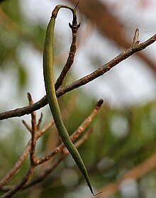 Fruit Tabebuia heterophylla fruit is it- in Hyderabad W IMG 7041.jpg