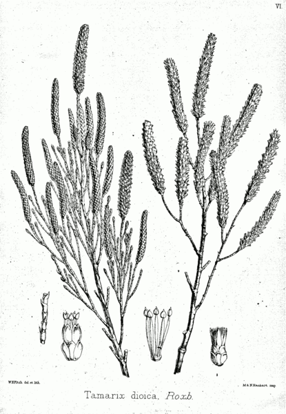 File:Tamarix dioica Bra6.png