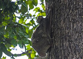 Tando (Red Giant Flying Squirre)