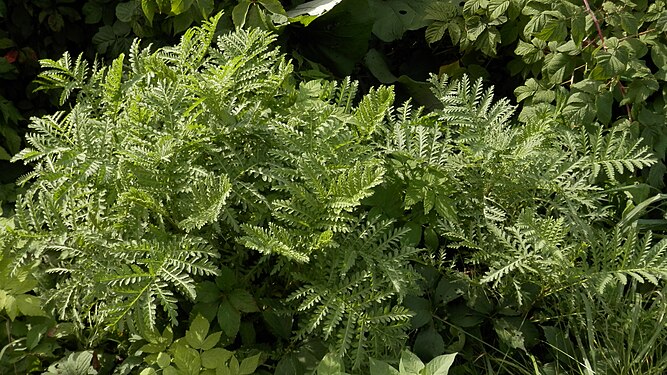 Tansy (Tanacetum vulgare)