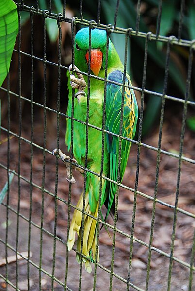 File:Tanygnathus lucionensis -Jurong Bird Park-6.jpg