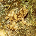Eungella torrent frog Taudactylus eungellensis Myobatrachidae Australia
