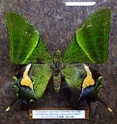 Бабочка, пойманная на горе Гонгга (Конка)
