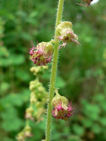 File:Tellima grandiflora 10630.JPG