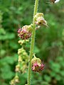 Tellima grandiflora 10630.JPG