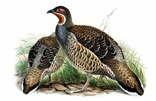 <span class="mw-page-title-main">Verreaux's monal-partridge</span> Species of bird