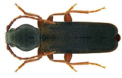 Tetropium gabrieli Weise, 1905