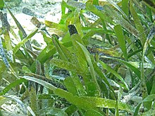 Thalassia testudinum up close Thalassia testudinum (turtle grass) (South Pigeon Creek estuary, San Salvador Island, Bahamas) 2 (16043820341).jpg