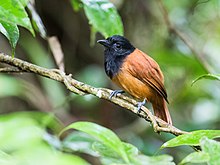 Thamnophilus praecox - Cocha Antshrike - самка (обрезанная) .jpg