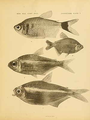 from top to bottom: Moenkhausia oligolepis, M. ovalis, M. megalops and M. barbouri, illustration from "The American Characidae" by Carl H. Eigenmann