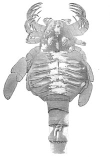 Fossil of C. newlini (lacking the posteriormost parts of the telson) The Eurypterida of New York plate 37.jpg