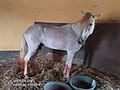 The_chief_of_dagbon_horse