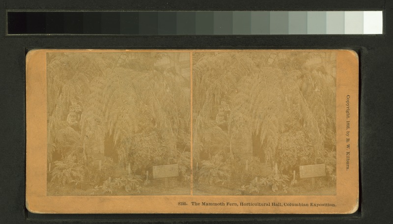 File:The mammoth fern, Horticultural Hall, Columbian Exposition (NYPL b11707463-G90F186 094F).tiff