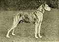 The new book of the dog - a comprehensive natural history of British dogs and their foreign relatives, with chapters on law, breeding, kennel management, and veterinary treatment (1911) (14577011349).jpg