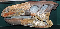 Theiophytalia kerri (ornithopod dinosaur skull) (Purgatoire Formation, Lower Cretaceous; Garden of the Gods, Colorado Springs, Colorado, USA) 2 (49135261313).jpg