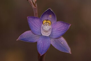 <i>Thelymitra batesii</i> Species of orchid