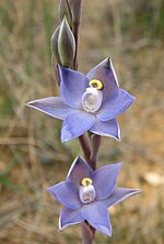 Miniatura para Thelymitra pauciflora