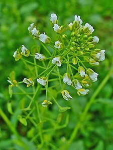 Thlaspi arvense Inflorescence