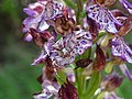 Thomisus onustus on Orchis purpurea.jpg