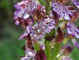 Une thomise enflée camouflée sur une fleur d'orchis pourpre. (définition réelle 5 184 × 3 888)