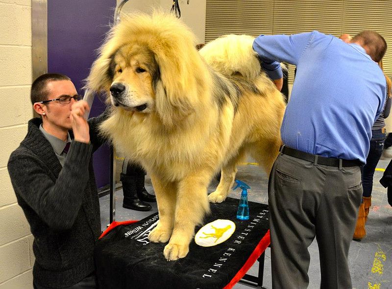 File:Tibetan Mastiff at show 2.jpg