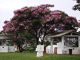 Pink-flowered cultivar ('Kathleen')