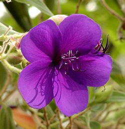 Floro de Tibukino Tibouchina semidecandra