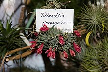 Tillandsia sprengeliana - Internationale Orchideen- und Tillandsienschau Blumengarten Hirschstetten 2016.jpg