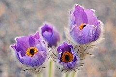 Topi Pigula koniklec Pulsatilla slavica k fotoprajektu Fotofata 2012 (3).jpg