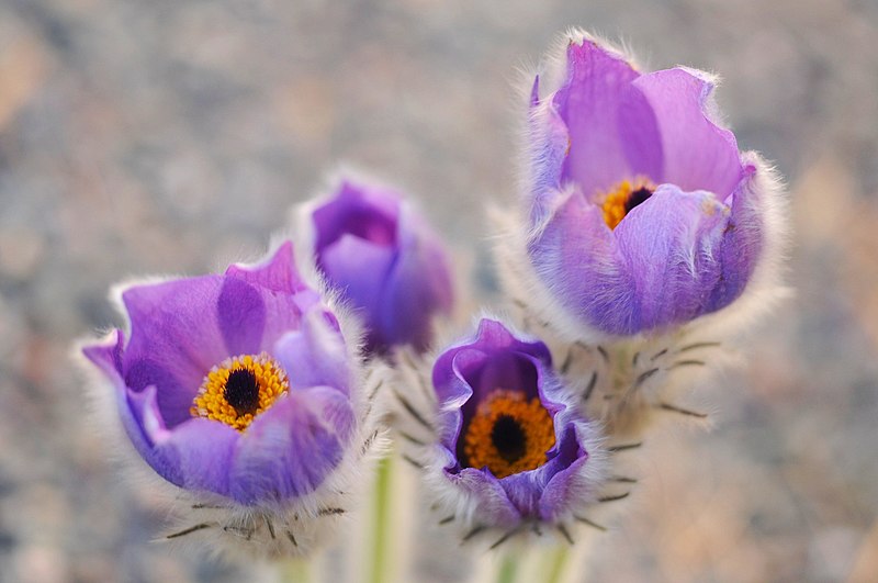 File:Topi Pigula koniklec Pulsatilla slavica k fotoprajektu Fotofata 2012 (3).jpg