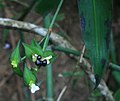 Tradescantia zanonia