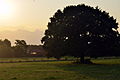 Tree and sunset in background!