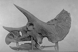 ממצא YPM 1822 - גולגולת יחסית שלמה, זהו ההולוטיפ של Triceratops prorsus, אותו הגדיר מארש ב-1890.
