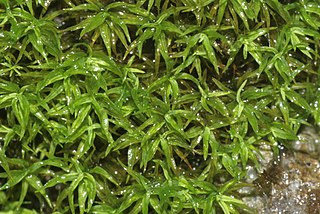 <i>Trichostomum</i> Genus of mosses