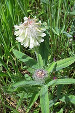 Trifolium eriocephalum üçün miniatür