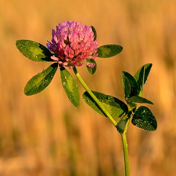 Red clover