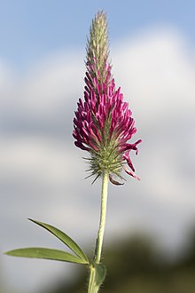 Trifolium purpureum - Purple clover 02.jpg