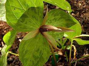 Trillium ludovicianum.jpg resminin açıklaması.