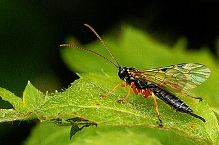 Pimplinae subfamily of the parasitic wasp family Ichneumonidae