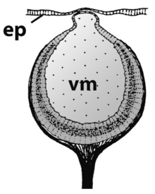 Closed eye of Lunella coronata; ep = epidermis; vm = vitreous mass Turbo creniferus eye.png