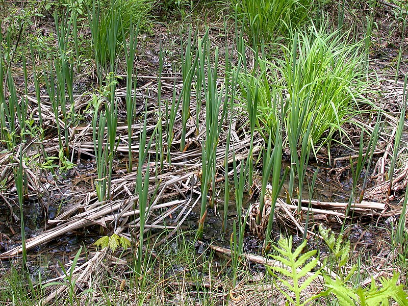 File:Typha sp. 15-p.bot-typh.sp-137.jpg