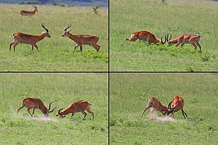 males fighting Uganda