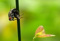 Mating of flies from Koovery