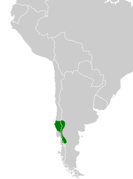 Patagonische bosaardkruiper